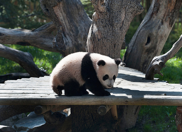 大熊貓“星寶”亮相馬德里動物園2