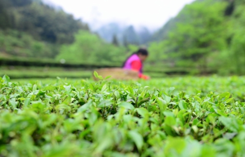 　　4月27日，柳溪村的村民在村內(nèi)的茶園采茶。