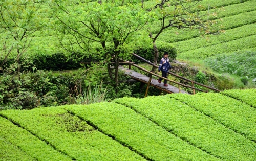 　　4月27日，一名男孩走在麻柳溪村的木橋上。