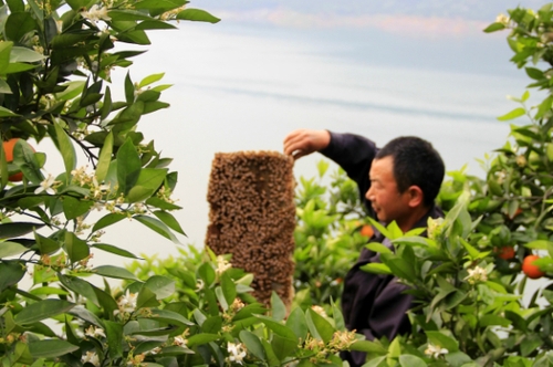 4月29日，三峽庫(kù)區(qū)湖北秭歸縣泄灘鄉(xiāng)陳家灣村五組村民陳宗紅在柑橘園里放養(yǎng)蜜蜂。