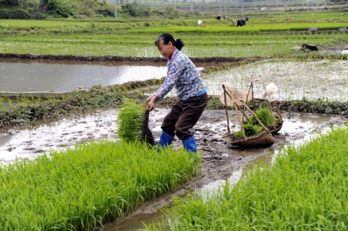 5月5日，廣西羅城縣四把鎮(zhèn)新印村村民在起秧苗，準(zhǔn)備插田。