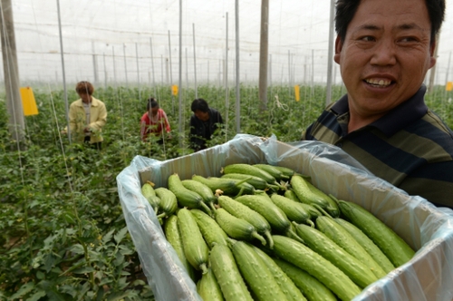 5月13日，在河北花香畦生態(tài)農(nóng)業(yè)科技有限公司有機(jī)蔬菜農(nóng)場(chǎng)雙膜溫室大棚內(nèi)，工作人員在采摘有機(jī)黃瓜。