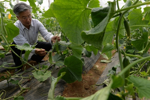 5月13日，在河北花香畦生態(tài)農(nóng)業(yè)科技有限公司有機(jī)蔬菜農(nóng)場(chǎng)雙膜溫室大棚內(nèi)，河北省農(nóng)協(xié)有機(jī)專業(yè)委員會(huì)專家在檢查有機(jī)黃瓜長(zhǎng)勢(shì)。