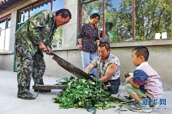 　7月14日，王曉兵（右二）和父親一起給羊鍘草。