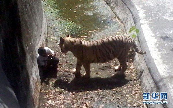 一名游客手機拍攝的照片顯示，9月23日，在印度新德里動物園，跳入老虎場地的男學生在角落里向老虎做出求饒的手勢。當日，在印度新德里的動物園，一名男學生越過柵欄跳入老虎的場地后被老虎咬死。 新華社發(fā)