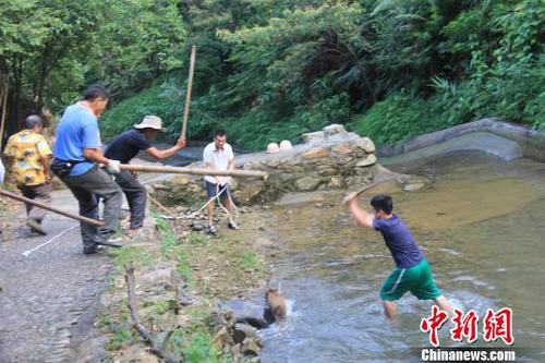 廣東三水九道山25日發(fā)生一件趣事，一頭山豬誤入漂流河道引發(fā)了“人豬大戰(zhàn)”?！埩加瘛z