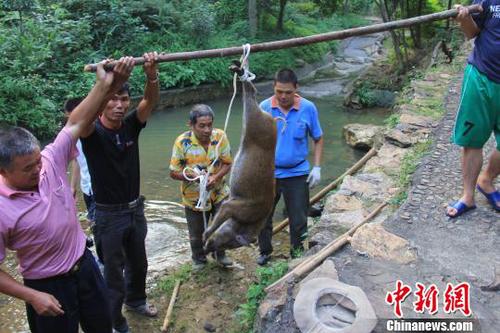 　廣東三水九道山25日發(fā)生一件趣事，一頭山豬誤入漂流河道引發(fā)了“人豬大戰(zhàn)”?！埩加瘛z