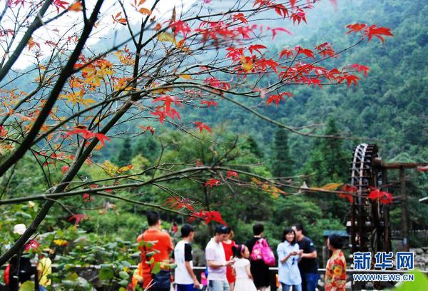 廣西賀州姑婆山楓葉泛紅，吸引眾多游客前來游覽（10月1日攝）。