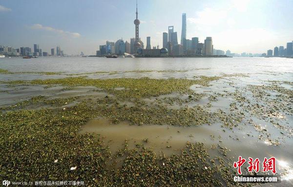 2014年11月19日，上海黃浦江退潮，外灘景觀水域近蘇州河段被大量水葫蘆幾乎占據(jù)，有的甚至沖進(jìn)了防汛墻邊的攔截網(wǎng)。