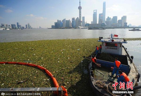 2014年11月19日，上海黃浦江退潮，外灘景觀水域近蘇州河段被大量水葫蘆幾乎占據(jù)2