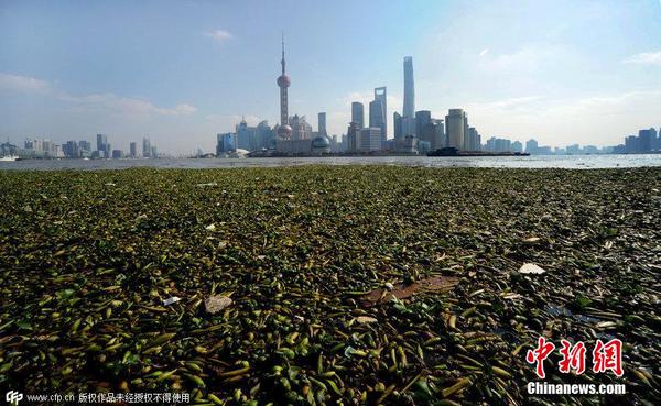 2014年11月19日，上海黃浦江退潮，外灘景觀水域近蘇州河段被大量水葫蘆幾乎占據(jù)