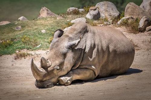 美國加州圣地亞哥動物園的一只北方白犀牛因高齡而死亡，使得世界上碩果僅存的北方白犀牛只剩下5只，瀕臨絕種。