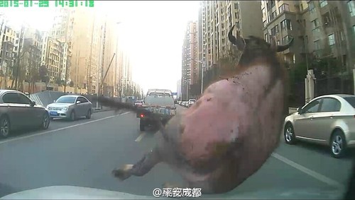 圖為民警開車撞擊這頭水牛。