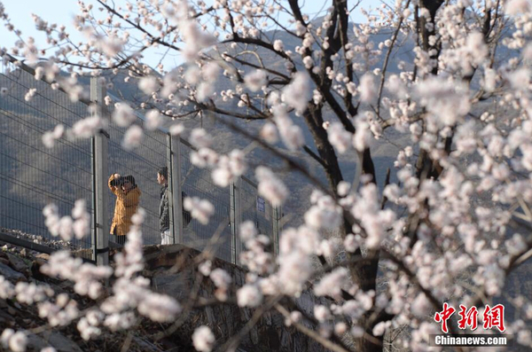 和諧號列車穿越居庸關花海 被贊開往春天的列車9