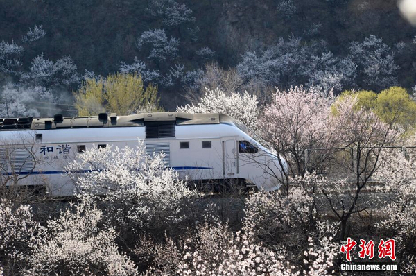 和諧號列車穿越居庸關花海 被贊開往春天的列車4