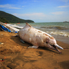 一只中華白海豚在深圳海灘擱淺死亡