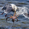 美濕地公園章魚反擊海鷗難逃噩運(yùn)終被捕食