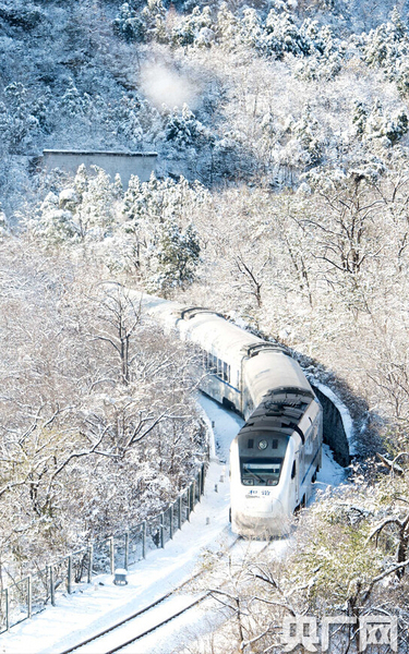 S2列車如一條銀蛇，穿梭于寂靜的深谷，沿途積雪千樹萬樹猶如梨花盛開，時間宛若凝固。