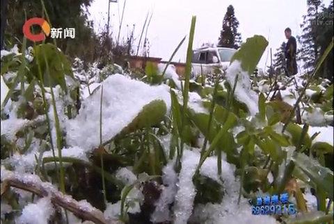 重慶氣溫再創(chuàng)入秋以來新低 仙女山景區(qū)迎來首場降雪