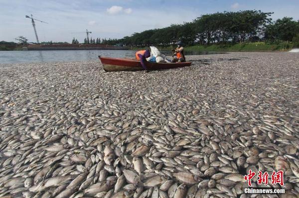 印尼一湖內(nèi)現(xiàn)數(shù)千死魚 或為水溫變化所致1