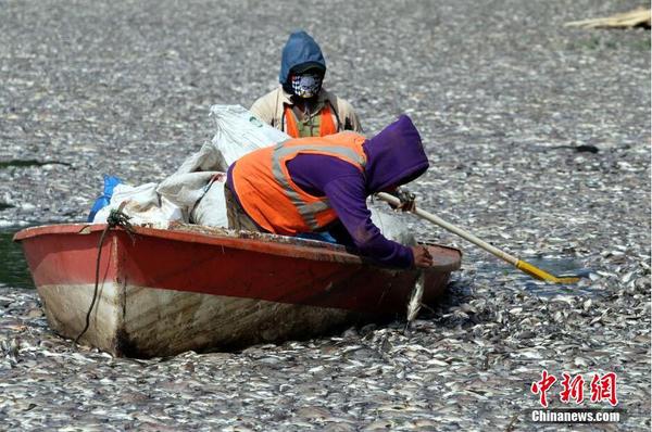 印尼一湖內(nèi)現(xiàn)數(shù)千死魚 或?yàn)樗疁刈兓?