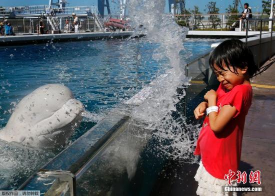 日本年輕到水族館去讓白鯨噴水娛樂(lè)避暑。