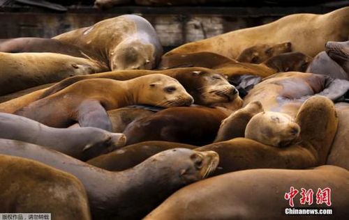 3個(gè)月百具海獅伏尸海灘或因人過度捕魚缺食物