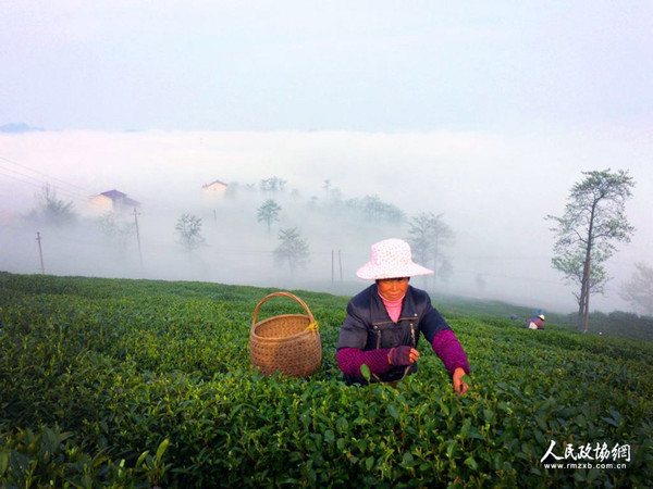 茶園里，茶農(nóng)正在采茶 呂躍兵 攝