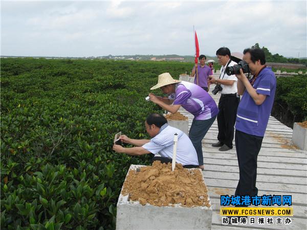 市民和游客在石角紅樹林拍照。