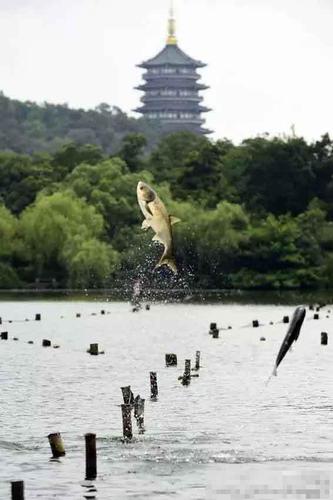 圖為“魚躍“龍門”畫面。（來自：杭州網(wǎng)）