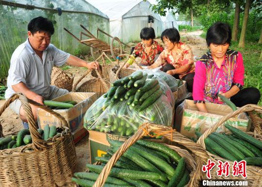 付天軍和聘用的殘友們一起將剛采摘的新鮮黃瓜包裝好?！『闈?攝