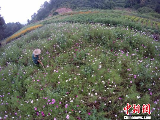 閑暇時(shí)，在花田里勞作，是一件讓陳新康覺得很幸福的事?！⊥踔信e 攝