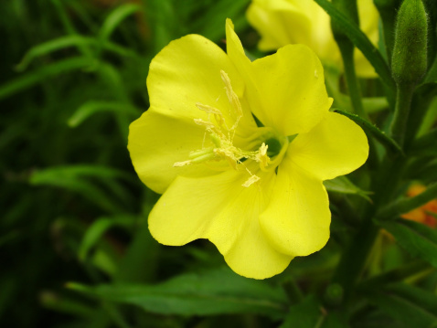 4類花草養(yǎng)在室內(nèi)極毀健康