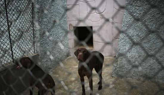 朝鮮平壤動物園里啥模樣？“狗屋”是最熱門景點