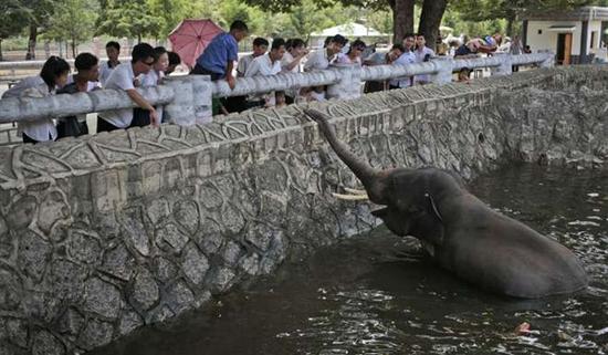 朝鮮平壤動物園里啥模樣？“狗屋”是最熱門景點