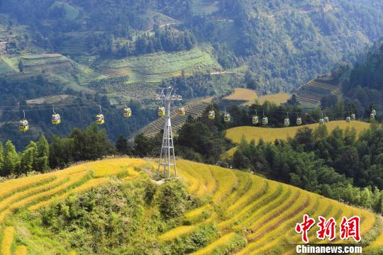 “十一”黃金周期間，層層疊疊的龍脊梯田猶如“大地鋪金”，美不勝收。　潘志祥 攝