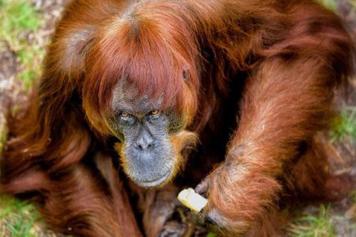 珀斯動物園猩猩迎60歲生日打破吉尼斯世界紀(jì)錄（圖）