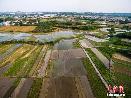 資料圖 航拍廣西柳州市柳北區(qū)沙塘鎮(zhèn)耕地，五彩繽紛。 黃威銘 攝