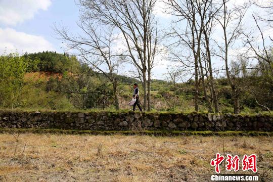 客家人在遷徙至范塅后在當?shù)亟Y草為廬，開荒種地，繁衍生息。在狹長的河谷地帶墾荒種地，沿山腳造田?！↑S一魏 攝