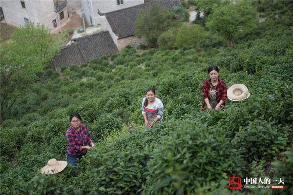 高考狀元辭高薪返鄉(xiāng)做茶6