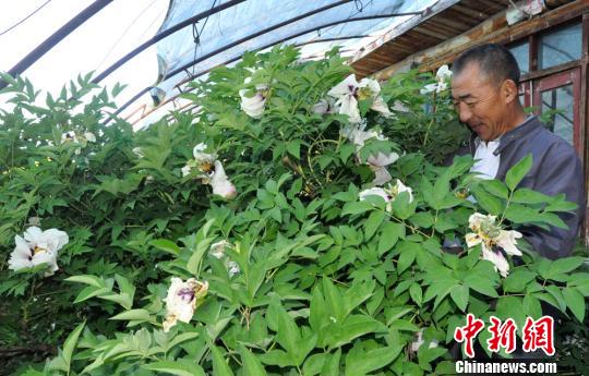 新疆兵團(tuán)“癡花匠”9年堅持讓“花中二絕”在邊陲葳蕤成園（組圖）