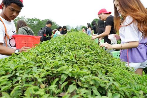 中國僑網(wǎng)采茶溯源。（華僑大學華文學院供圖：楊惠晶 張芬妮）