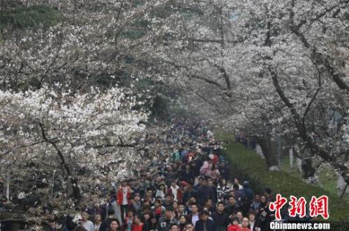 資料圖：櫻花節(jié)期間，武漢大學(xué)校園內(nèi)游人如織，張暢 攝