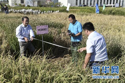 　　9月28日，在青島海水稻研發(fā)中心，測產(chǎn)專家組專家在對取樣海水稻進行面積測量。金秋九月，黃海之濱，一片生長在咸水中的特殊水稻已稻穗累累、壓彎枝頭。這是中國工程院院士、“雜交水稻之父”袁隆平領(lǐng)銜的技術(shù)團隊培育出的最新一批“海水稻”。新華社記者 郭緒雷 攝 