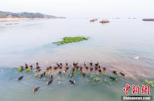 鄱陽湖5日起現(xiàn)今年首次長(zhǎng)江水倒灌 利于漁業(yè)恢復(fù)