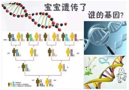 孩子的智商和相貌 更容易遺傳誰？