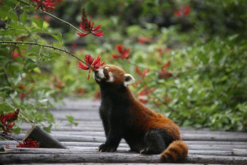 日本上野動物園熊貓寶寶將亮相：抽簽觀看 限5分鐘