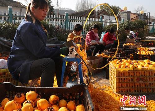 11月14日，陜西省隴縣天城鎮(zhèn)范家營(yíng)村農(nóng)戶正在采摘柿子，進(jìn)行柿餅深加工。該村有柿子樹(shù)千余棵，近半數(shù)樹(shù)齡超過(guò)百年，年產(chǎn)柿子300余噸。往年由于柿子滯銷造成大量柿子爛在地里。今年在當(dāng)?shù)卣鲐毟刹繋椭?，該村以合作社加農(nóng)戶方式，正在以采摘、深加工、銷售一條龍服務(wù)模式脫貧。 <a target='_blank' href='http://www.chinanews.com/'>中新社</a>記者 宋吉河 攝