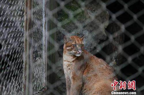 網(wǎng)友稱最后一只動物園里的華南金貓去世