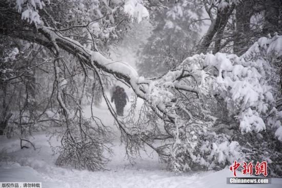 4日，莫斯科降雪和冰雨造成100多起樹倒砸車事件。